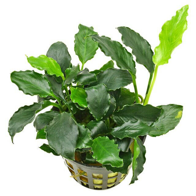 Baka - Anubias barteri var. nana 'Kirin Petite'