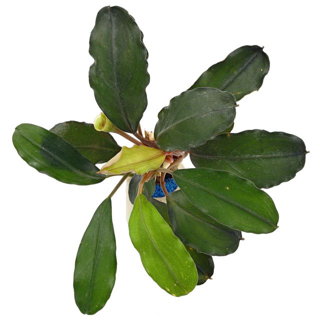 Bucephalandra sp. 'Theia green big leaves'