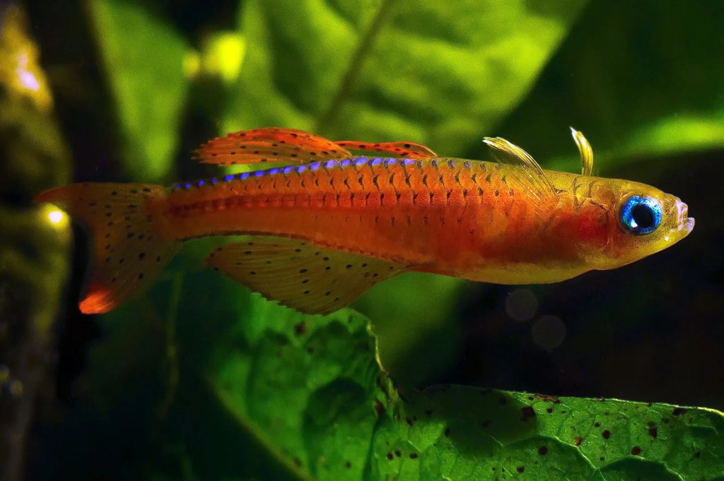 Pseudomugil luminatus (Red Neon Blue Eye Rainbowfish)