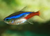 Paracheirodon innesi (Neon Tetra)