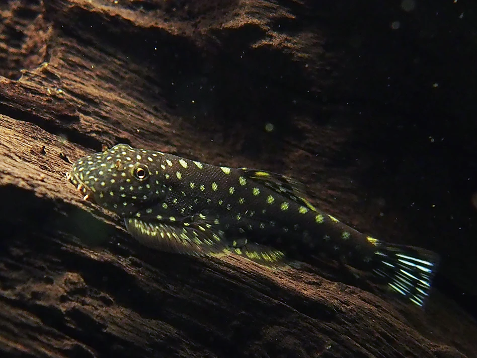 Pseudogastromyzon myersi (Borneo suckers)