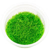 ADA - Ultrucularia graminifolia Tissue Culture Small Cup