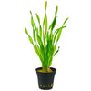 Vallisneria sp. 'Torta'